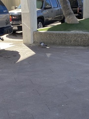 Columba livia domestica