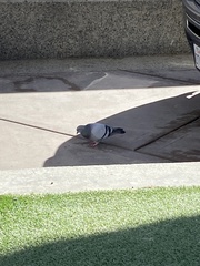 Columba livia domestica