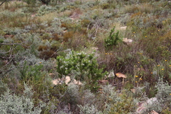 Psoralea mundiana