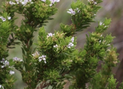 Psoralea mundiana