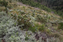 Psoralea mundiana
