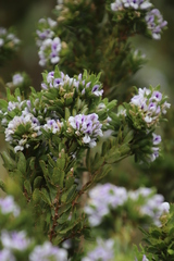 Psoralea mundiana