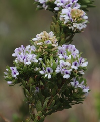 Psoralea mundiana