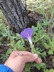 Ipomoea pubescens