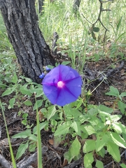 Ipomoea pubescens