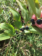 Polygonatum biflorum commutatum
