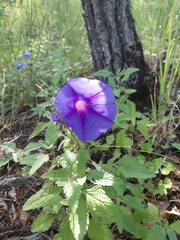 Ipomoea pubescens