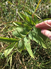 Polygonatum biflorum commutatum