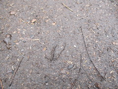 Odocoileus virginianus