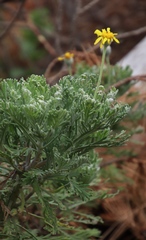 Euryops pectinatus pectinatus