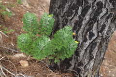 Euryops pectinatus pectinatus