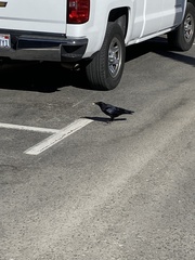 Corvus brachyrhynchos