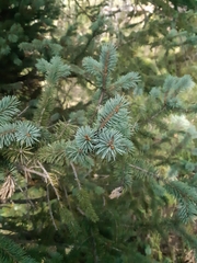 Picea chihuahuana