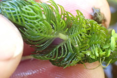 Myriophyllum triphyllum
