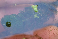 Myriophyllum triphyllum