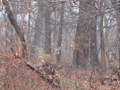 Odocoileus virginianus