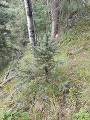 Picea chihuahuana
