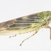 Six-spotted Leafhopper - Photo (c) solomon hendrix, some rights reserved (CC BY-NC), uploaded by solomon hendrix