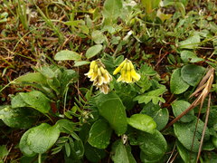 Astragalus umbellatus