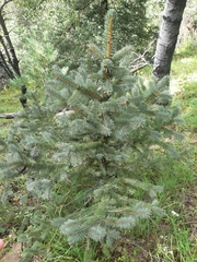 Picea chihuahuana