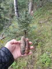 Picea chihuahuana