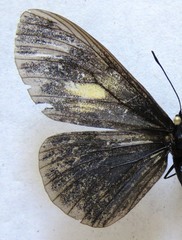 Altinote ozomene nox