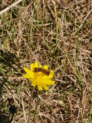 Leioproctus fulvescens