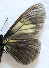 Altinote ozomene nox