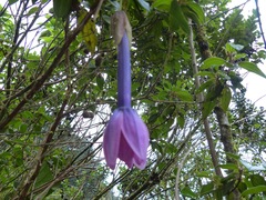 Passiflora cumbalensis