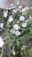 Acleisanthes