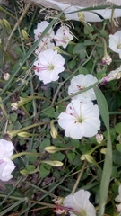 Acleisanthes