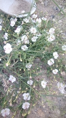 Acleisanthes