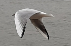 Chroicocephalus ridibundus