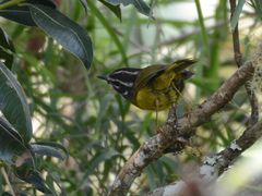 Myiothlypis basilica