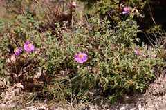 Cistus creticus eriocephalus