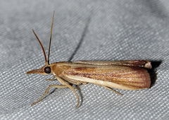 Polyocha strigosa