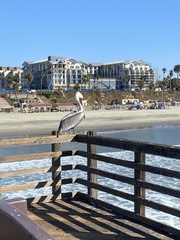 Pelecanus occidentalis