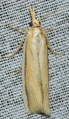 Polyochodes stipella