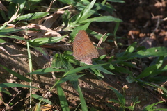 Arhopala centaurus nakula