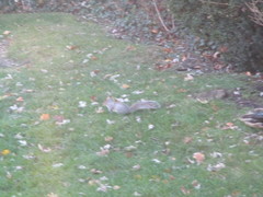 Sciurus carolinensis