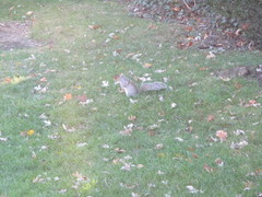 Sciurus carolinensis
