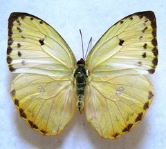 Phoebis philea philea