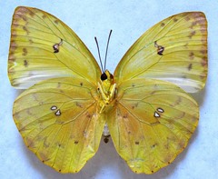 Phoebis philea philea