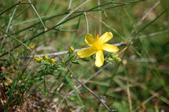 Hypericum olympicum