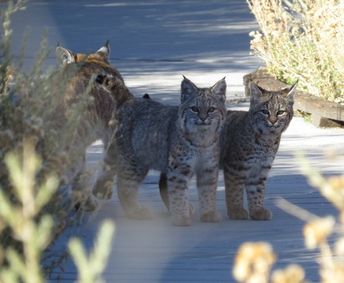 Bobcat photographed in California