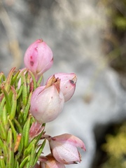 Erica holosericea