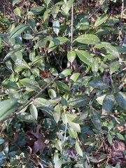 Osmanthus
