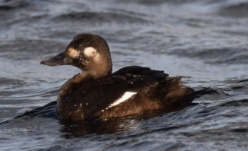 Velvet Scoter
