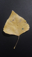 Populus fremontii