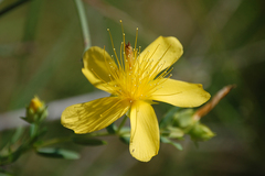 Hypericum olympicum